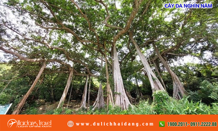Cây đa nghìn năm Sơn Trà