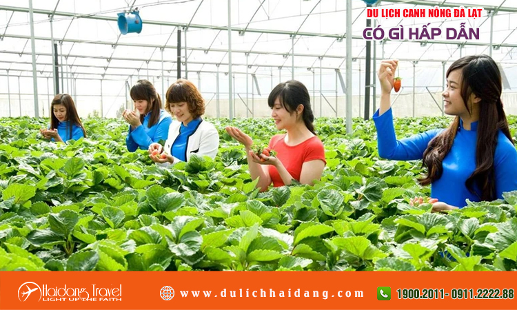 Du lịch canh nông Đà Lạt