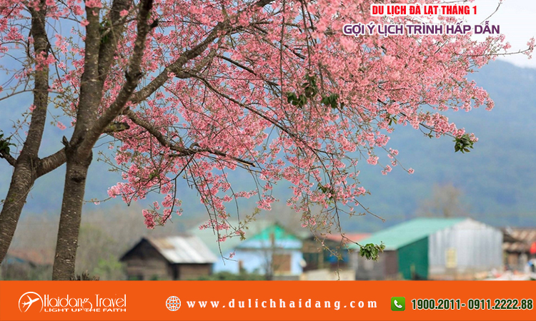 Du lịch Đà Lạt tháng 1