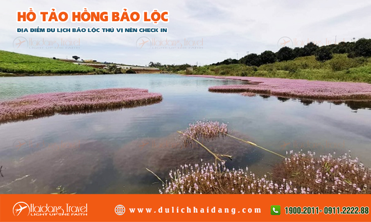 Hồ tảo hồng