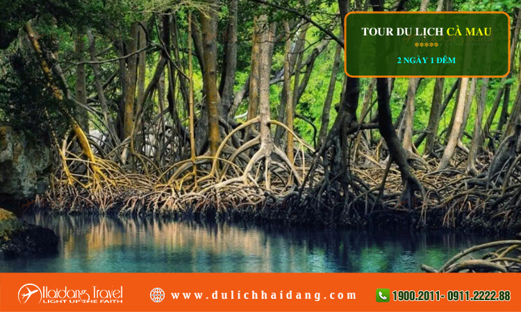 Tour du lịch Cà Mau 2 ngày 1 đêm 
