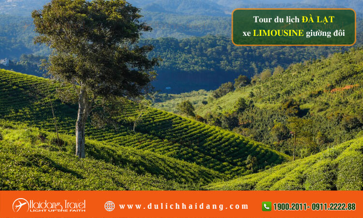 Tour du lịch Đà Lạt xe limousine giường đôi 