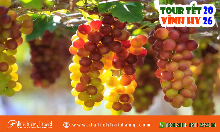 Tour Tết Vĩnh Hy 2026 